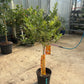 Kumquat Citrus Tree