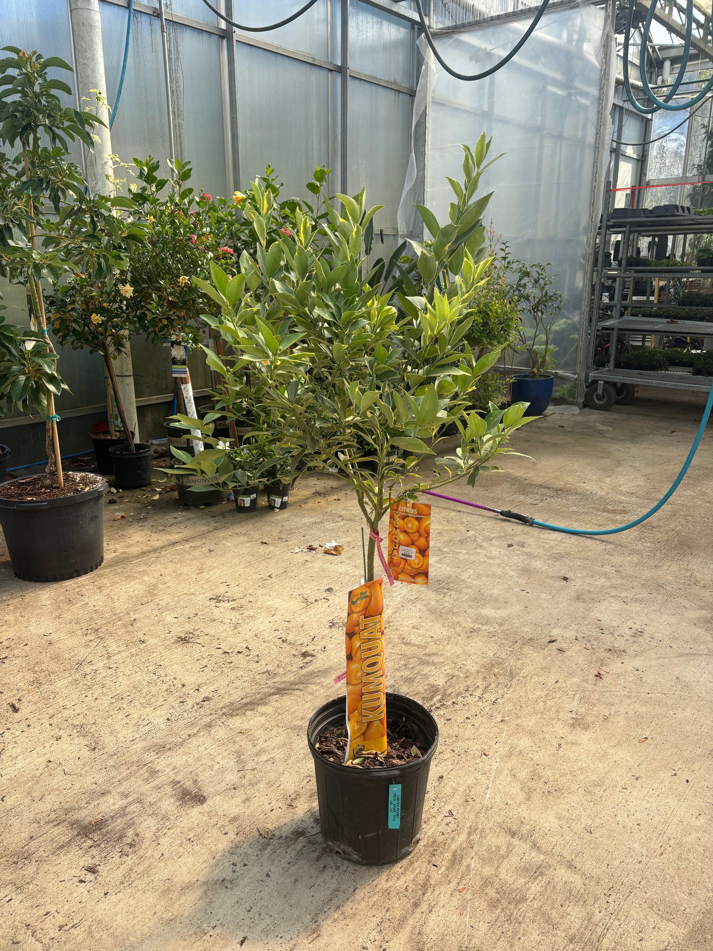 Kumquat Citrus Tree