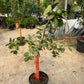 Tangerine Citrus Tree