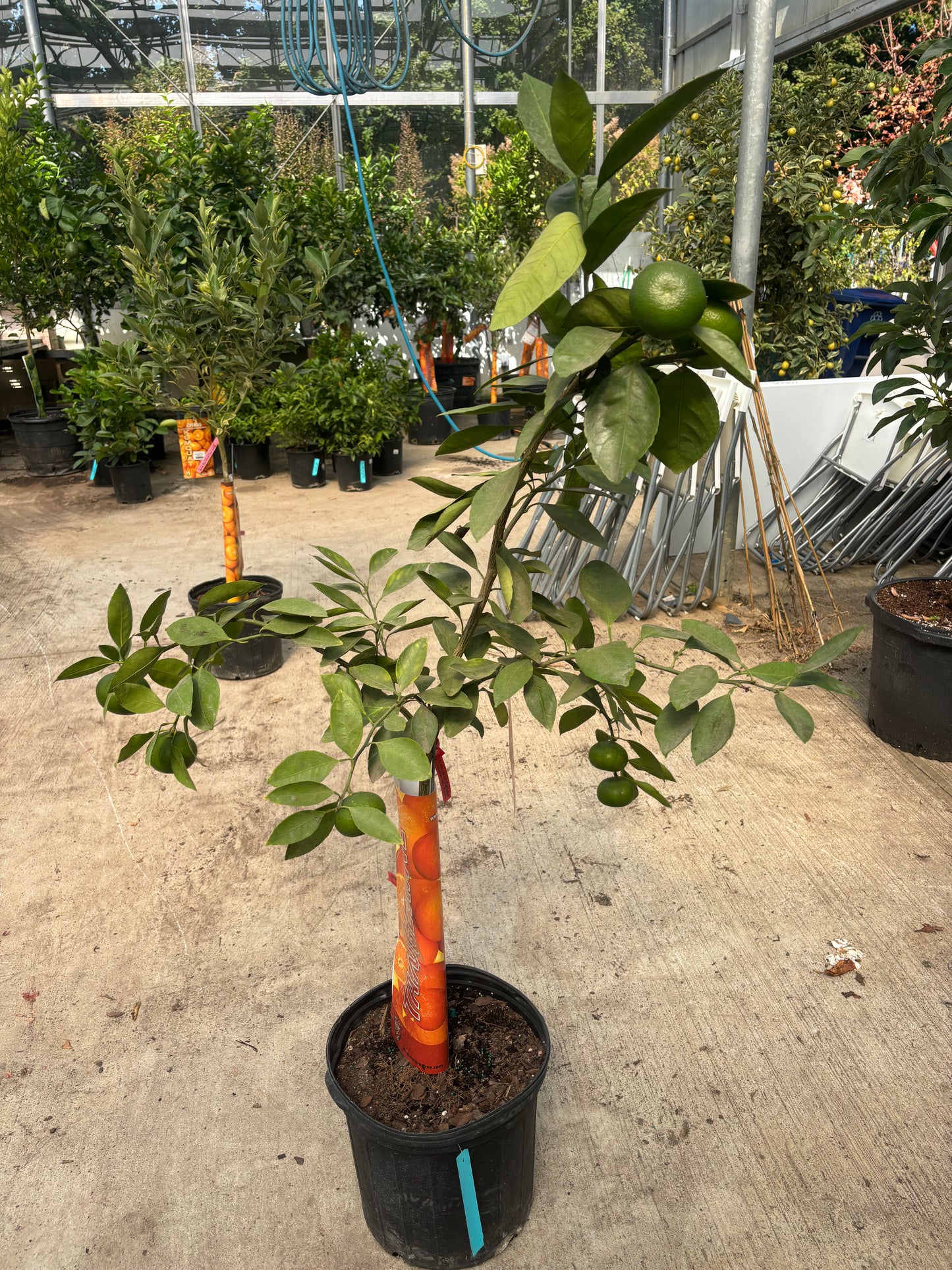 Tangerine Citrus Tree