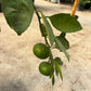 Tangerine Citrus Tree