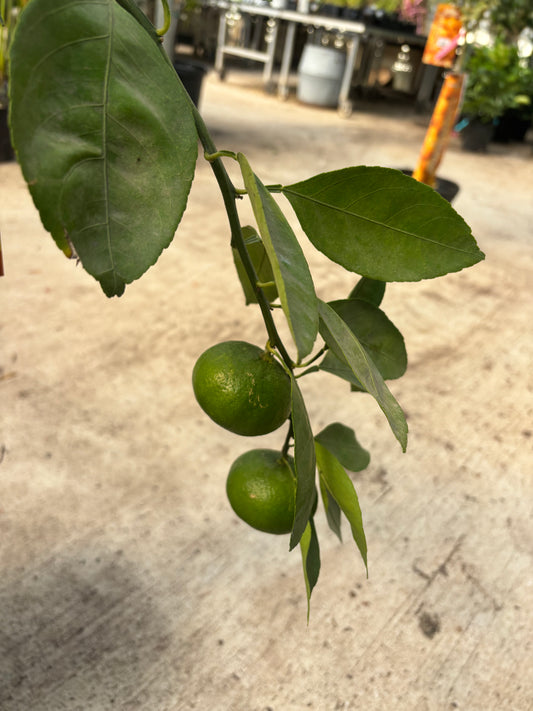 Tangerine Citrus Tree