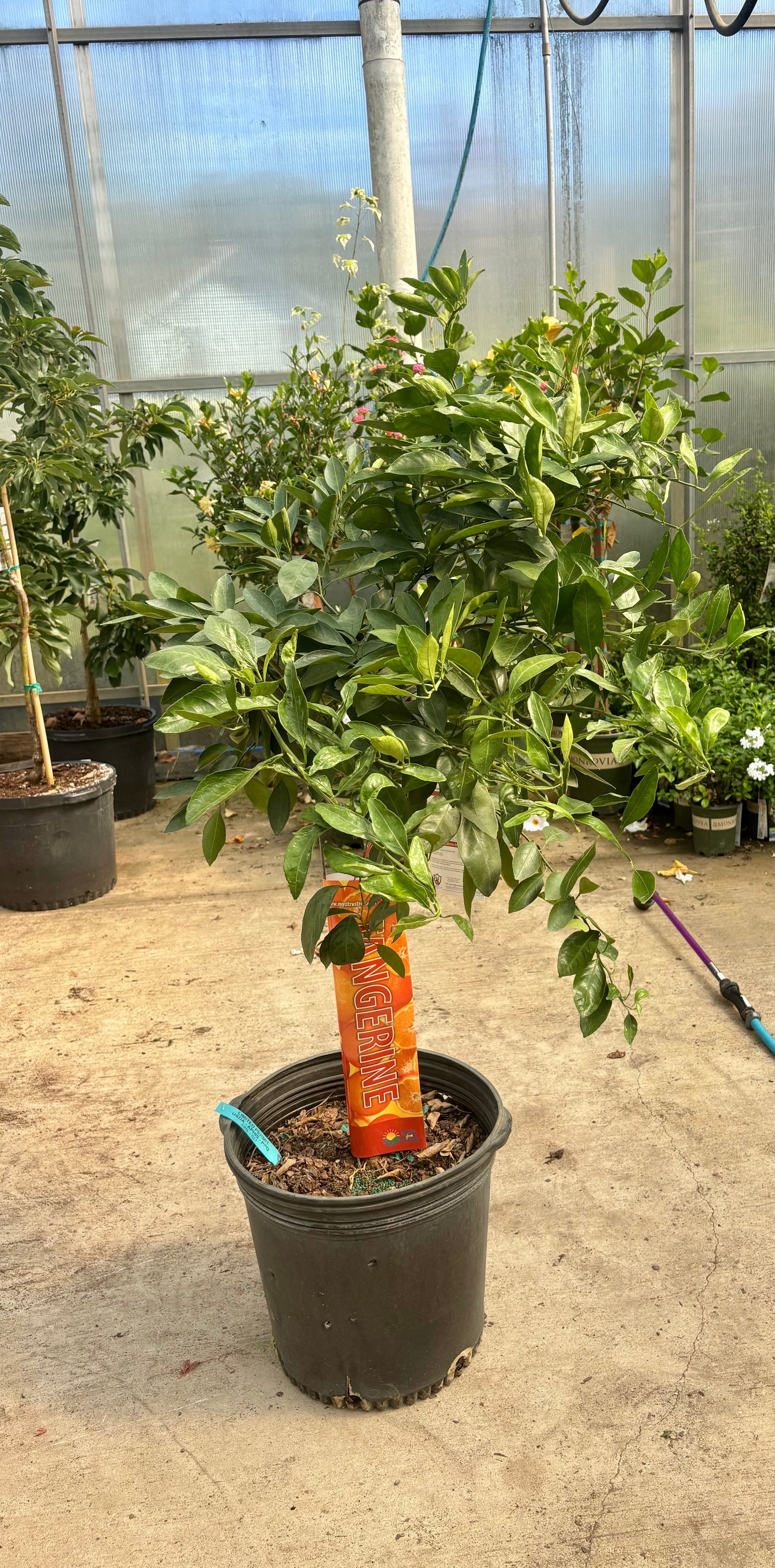 Tangerine Citrus Tree