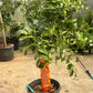 Tangerine Citrus Tree