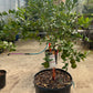 Tangerine Citrus Tree