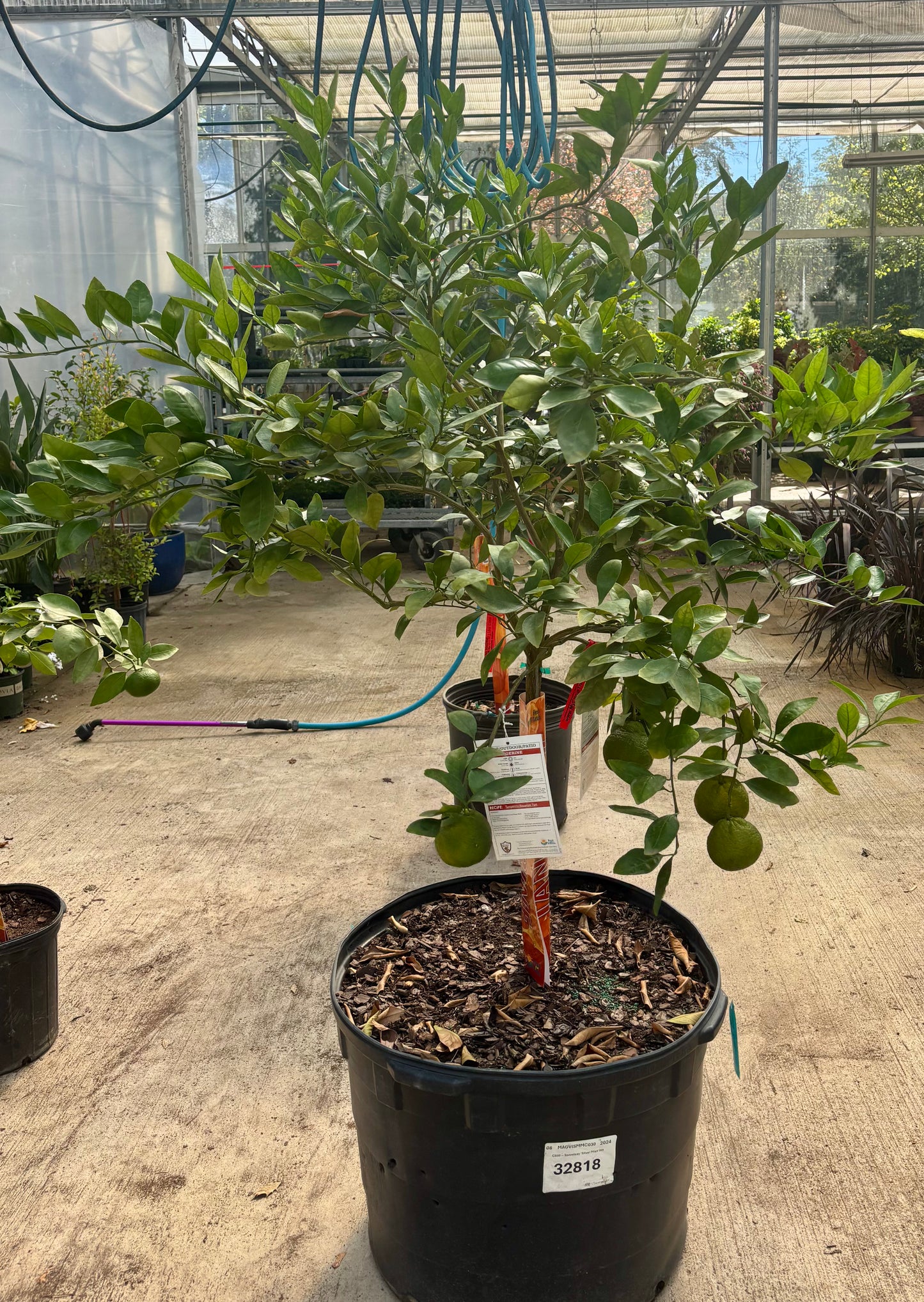 Tangerine Citrus Tree
