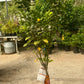 Calamonondin Citrus Tree