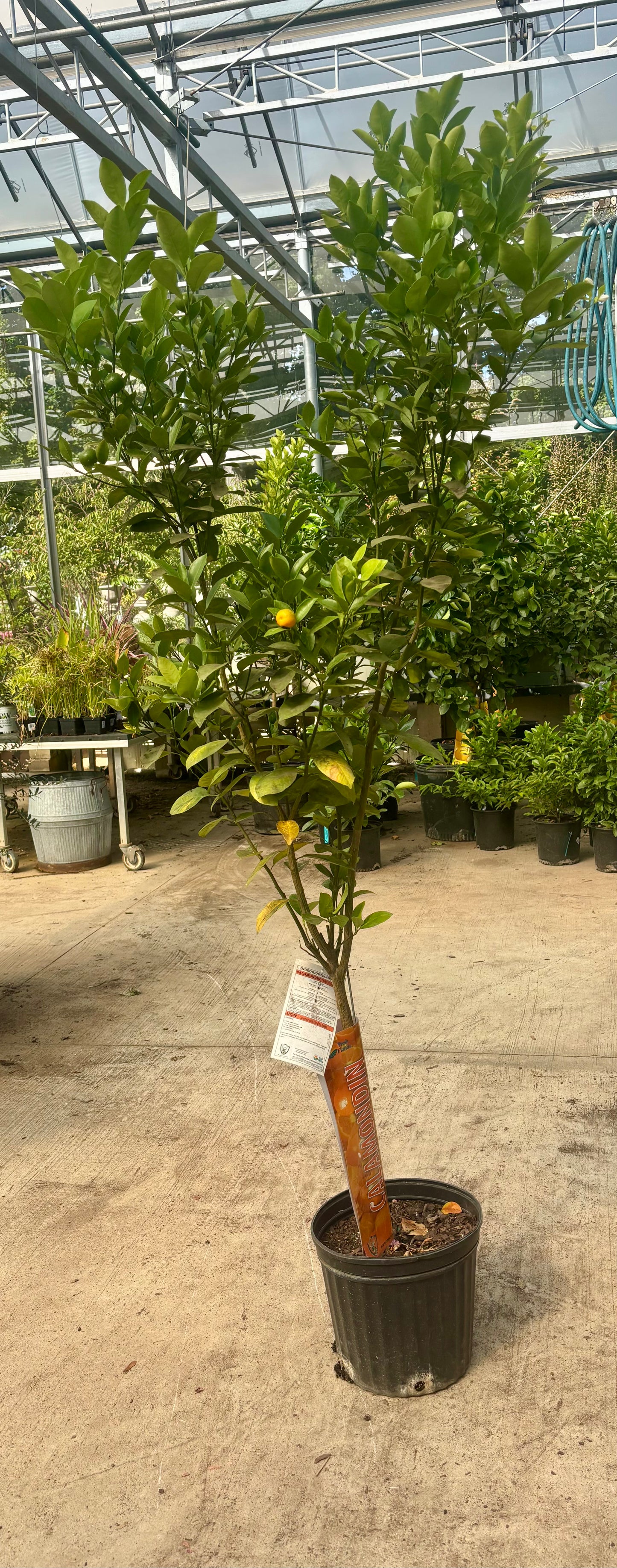 Calamonondin Citrus Tree