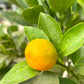 Calamonondin Citrus Tree