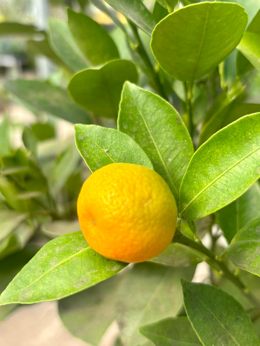 Calamonondin Citrus Tree