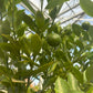 Calamonondin Citrus Tree