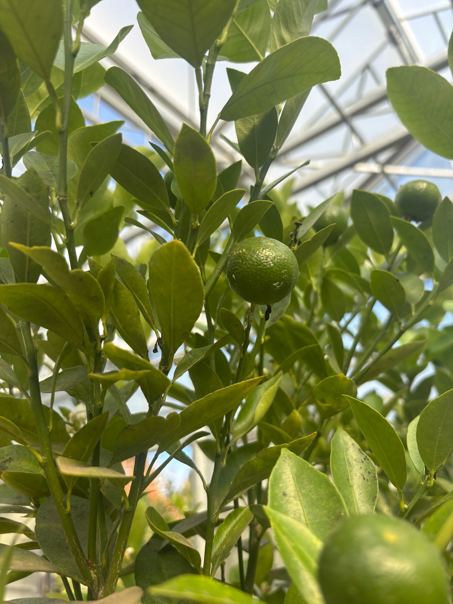 Calamonondin Citrus Tree