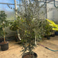 Olive Tree