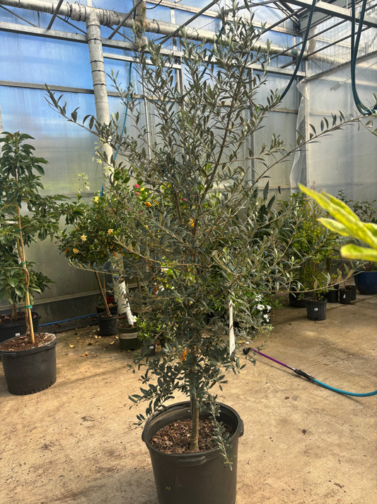 Olive Tree