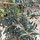 Olive Tree