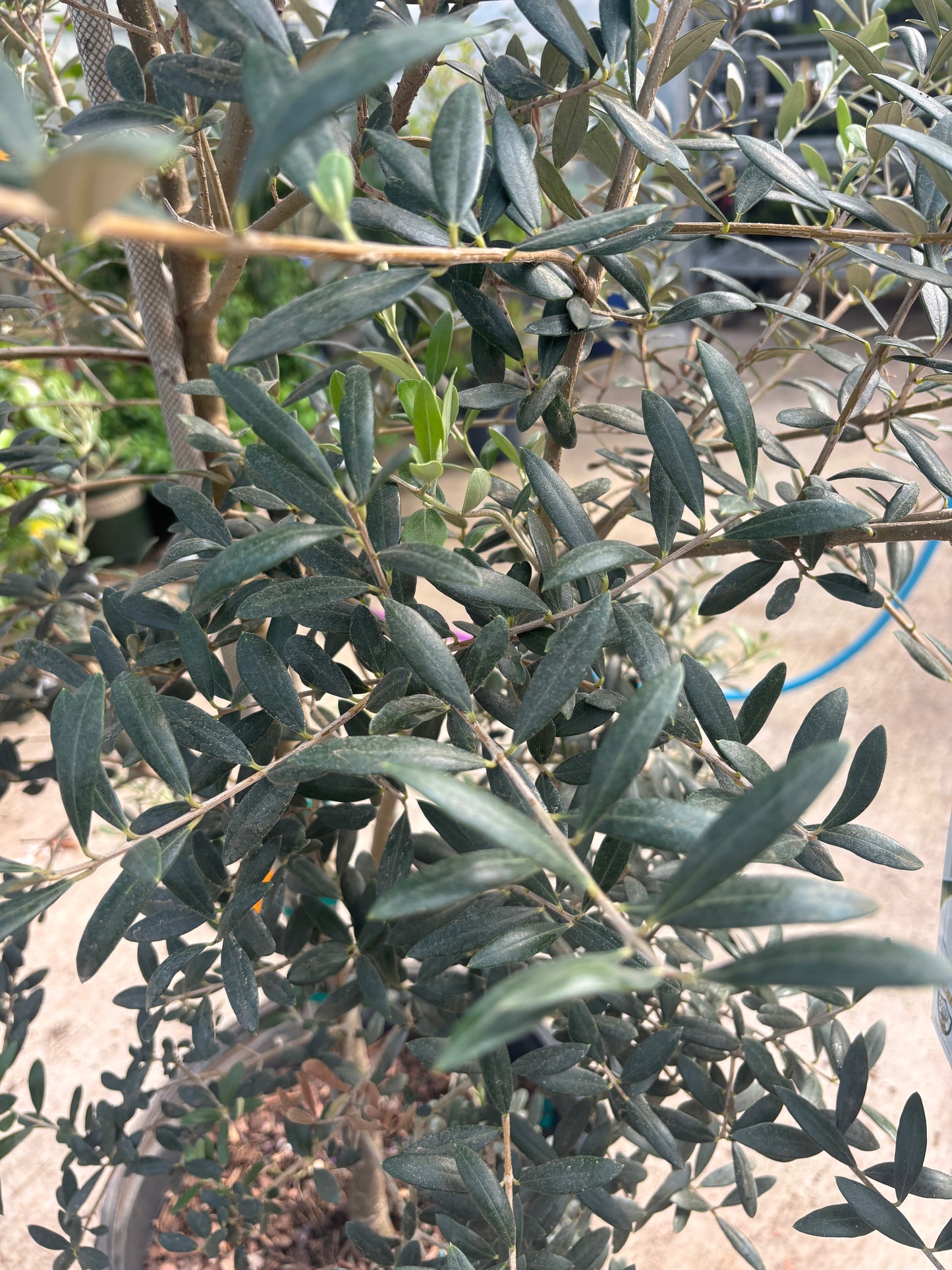Olive Tree