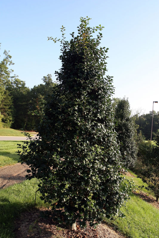ILEX opaca Jersey Knight-American holly