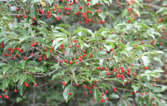 ILEX pedunculosa Female-Longstalk holly