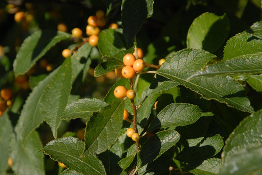 ILEX vert. Golden Verboom-Winterberry holly