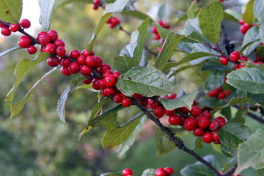 ILEX vert. Maryland Beauty-Winterberry holly