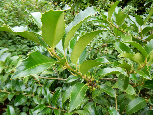 ILEX x koehneana Ruby-Koehne holly