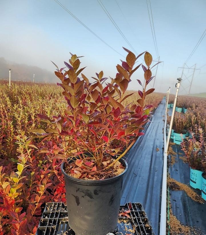 VACCINIUM CORYMBOSUM `JERSEY`