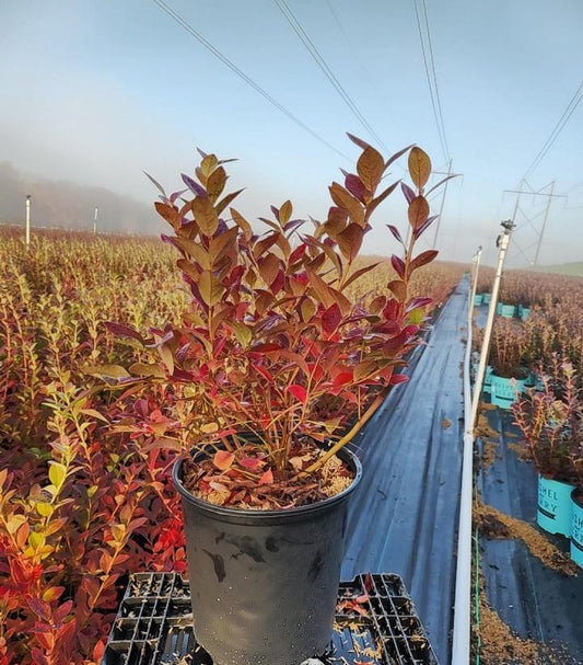 VACCINIUM CORYMBOSUM `JERSEY`