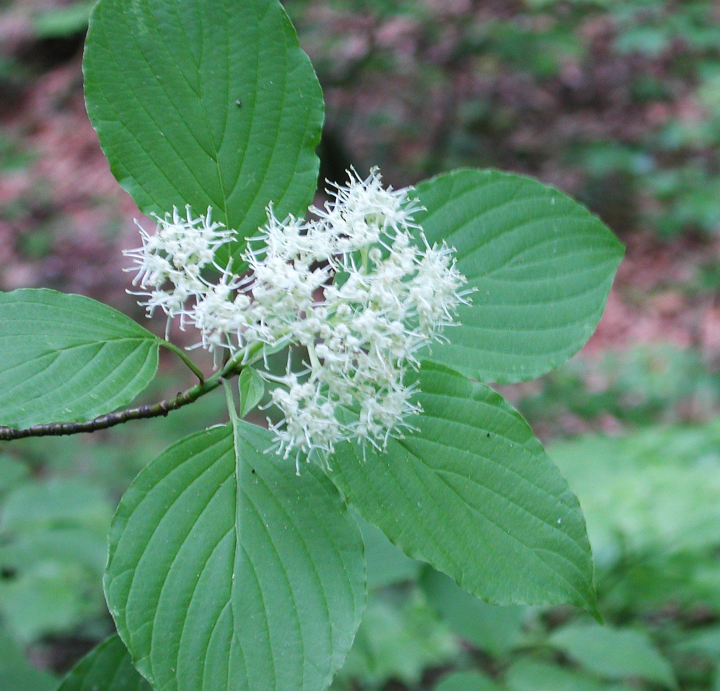 CORNUS ALTERNIFOLIA