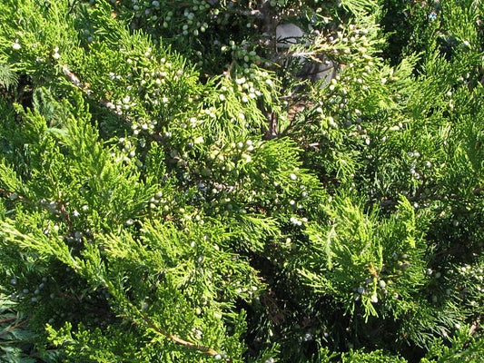 JUNIPERUS . virg. Emerald Sentinel-Eastern red cedar