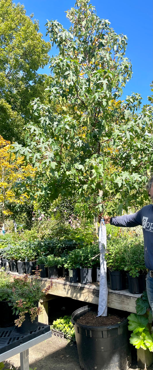Liquidambar styraciflua 25gal 2" 10-12'
