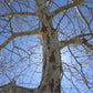 London Planetree | PLATANUS x acer. Bloodgood 3-3.5"C B&B Tree