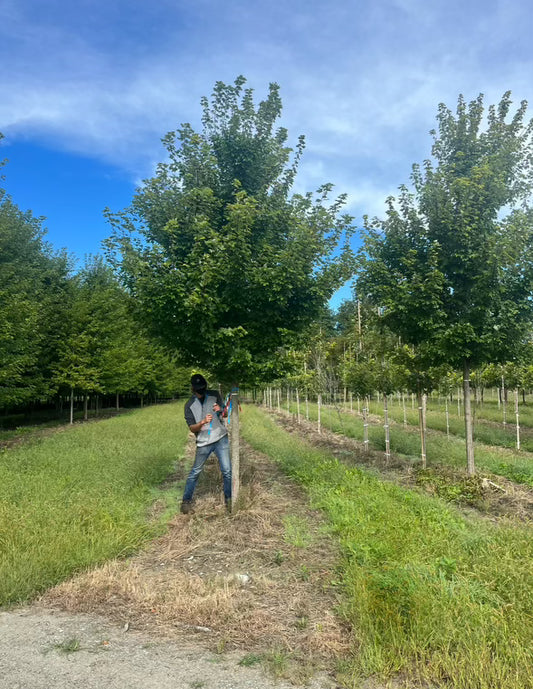 Acer rubrum October Glory 3-3.5"C