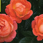 ROSA `ORANGE GLOW KNOCK OUT`