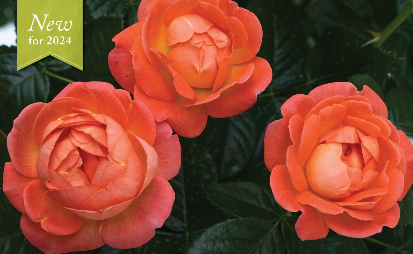 ROSA `ORANGE GLOW KNOCK OUT`