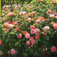 ROSA `ORANGE GLOW KNOCK OUT`