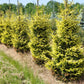 PICEA orient. Early Gold 6-7'-Oriental spruce