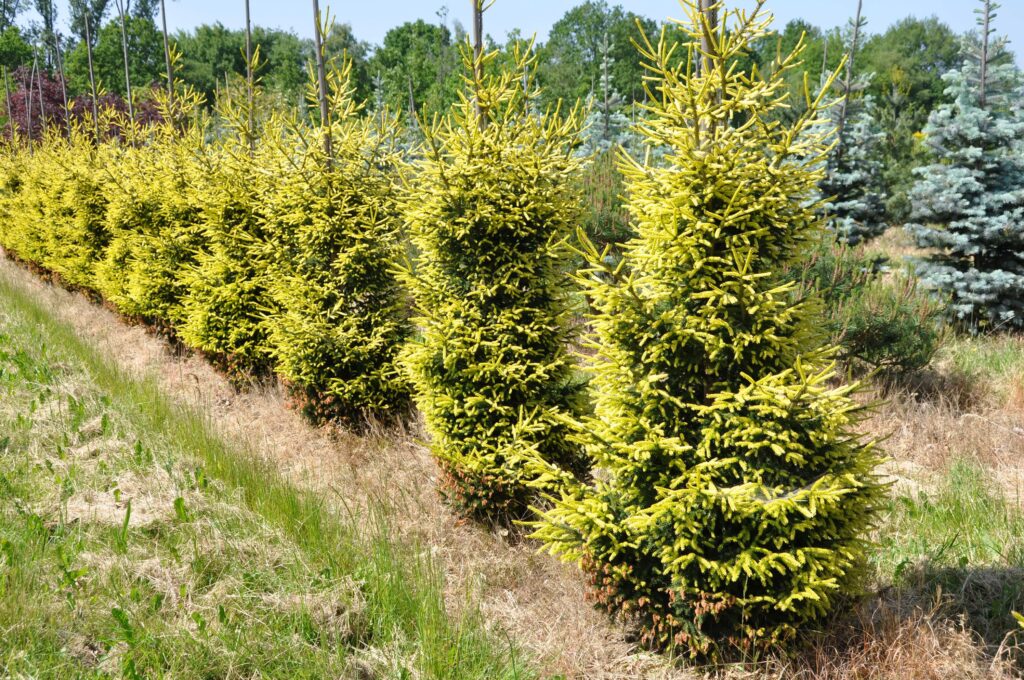 PICEA orient. Early Gold 6-7'-Oriental spruce