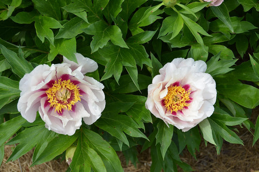 PAEONIA ITOH `CORA LOUISE'