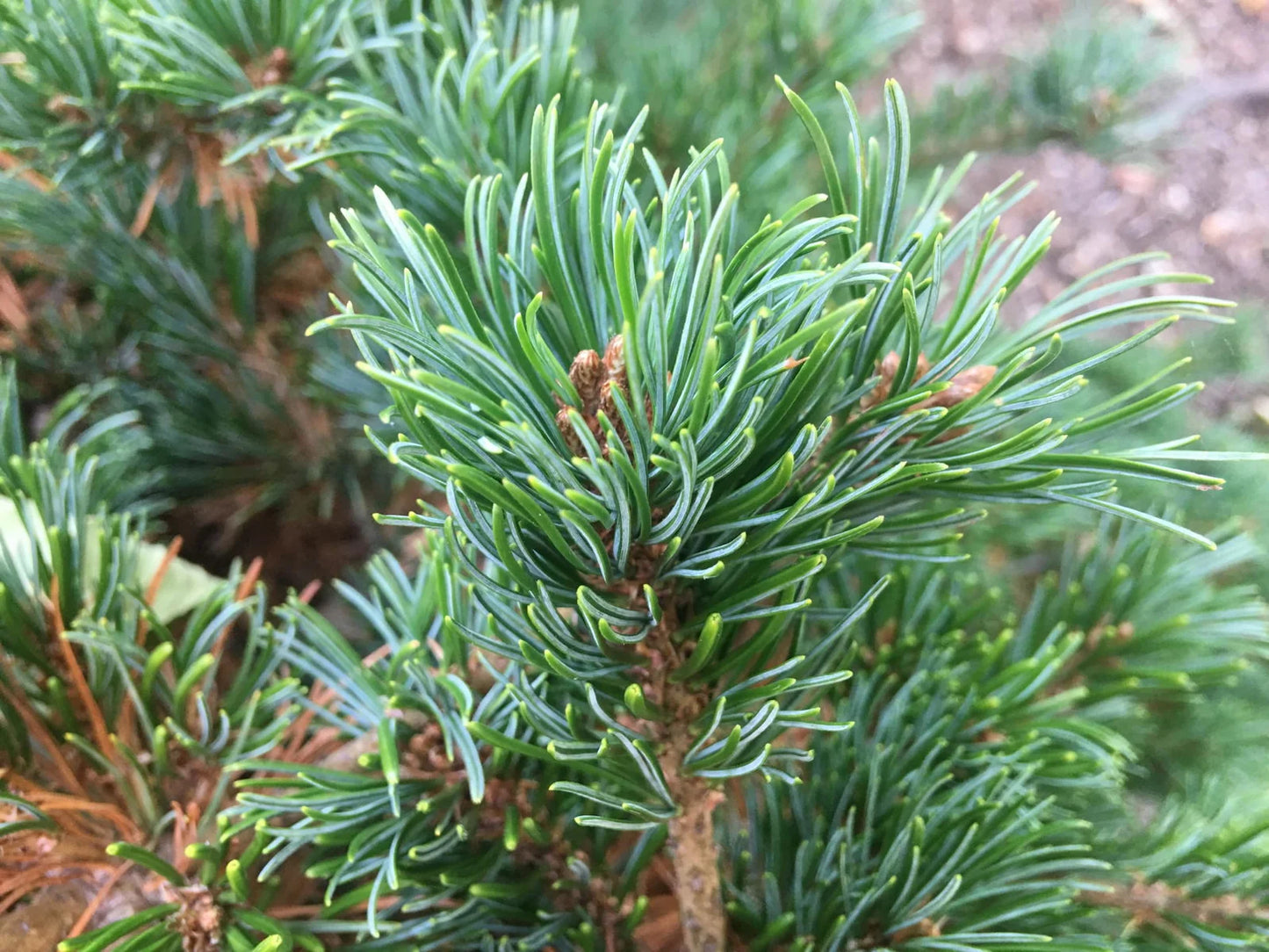 PINUS parv. Hagoromo 2-2.5'w-Japanese white pine