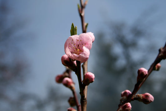 PRUNUS PERSICA `RUBY RUFFLES` (PATIO PEACH)-Patio Peach