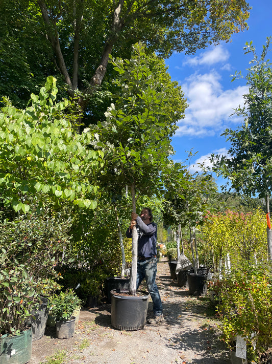 Quercus Bicolor 25gal 2" 10-12'