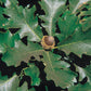 QUERCUS MACROCARPA