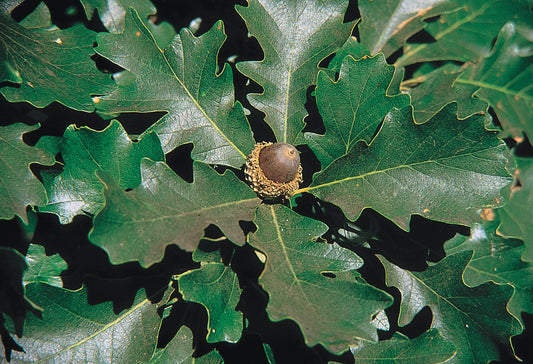 QUERCUS MACROCARPA