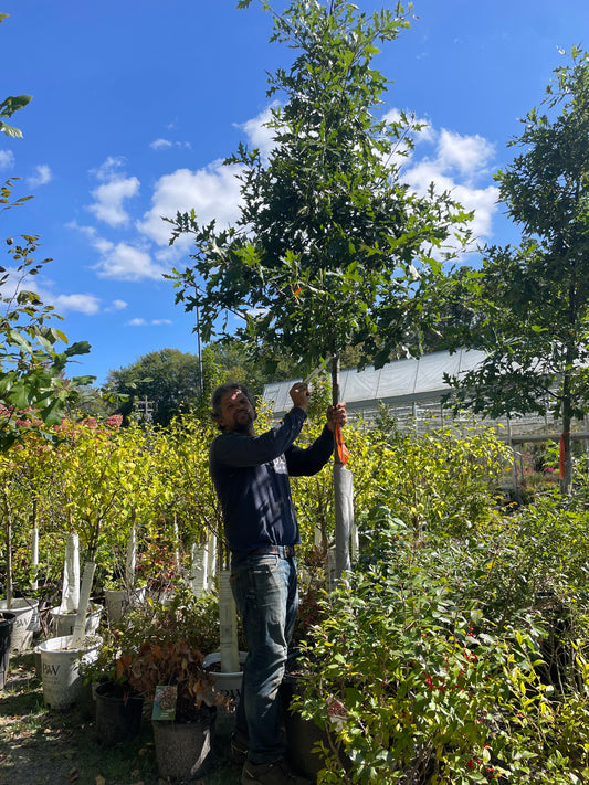 Quercus Palustris 25gal 2" 10-12'