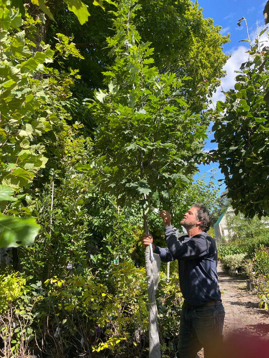 Quercus Rubra 25gal 2" 10-12'