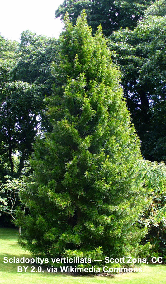 SCIADOPITYS verticillata-Japanese umbrella pine