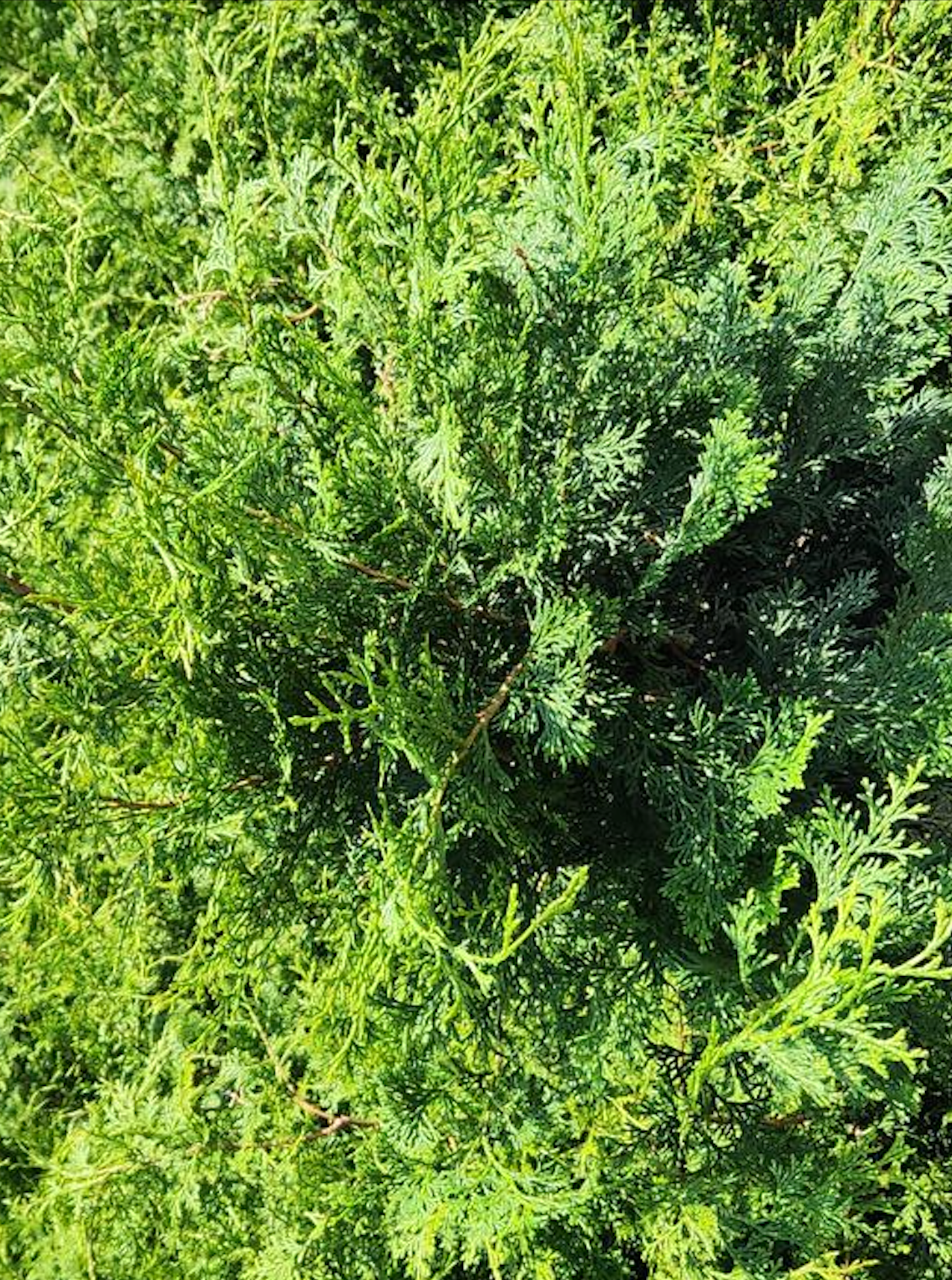 CHAMAECYPARIS. obt. Gracilis Compacta-Hinoki cypress