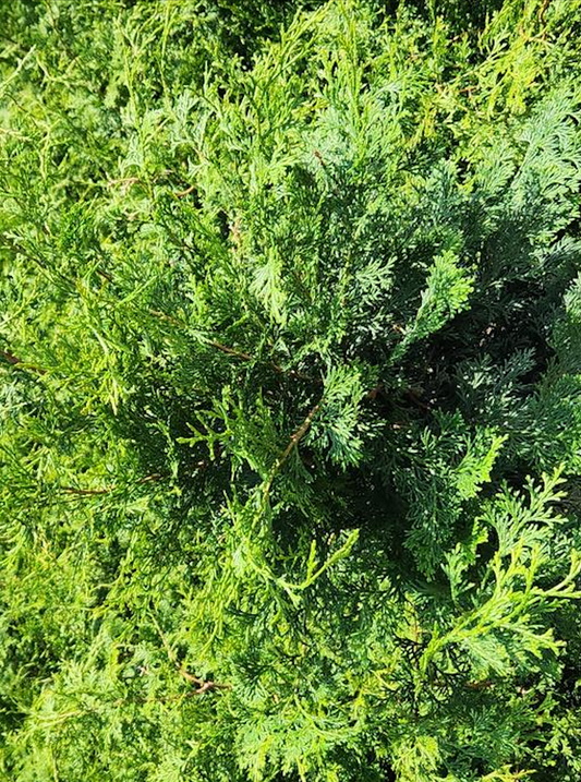 CHAMAECYPARIS. obt. Gracilis Compacta-Hinoki cypress