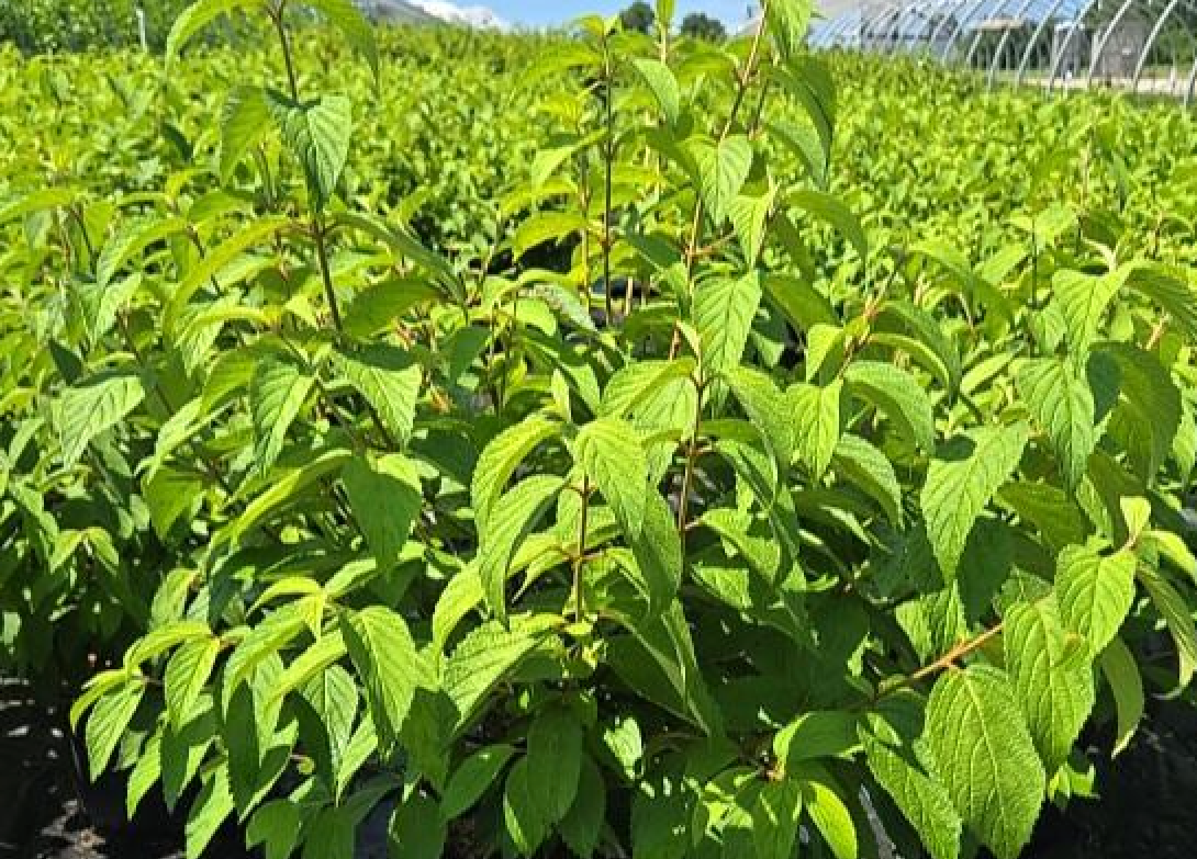 VIBURNUM pl v tom Shasta-Doublefile viburnum