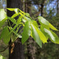 CARYA OVATA